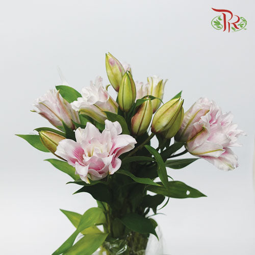 Rose Lily - Pink (5 Stems) - Pudu Ria Florist