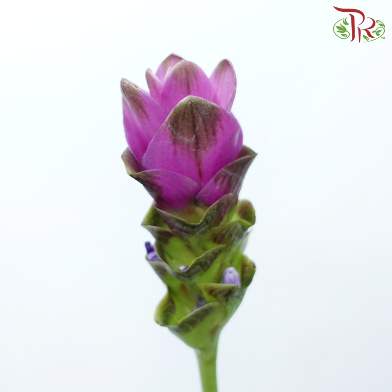Curcuma - Pink (5 Stems)-Pink-China-prflorist.com.my