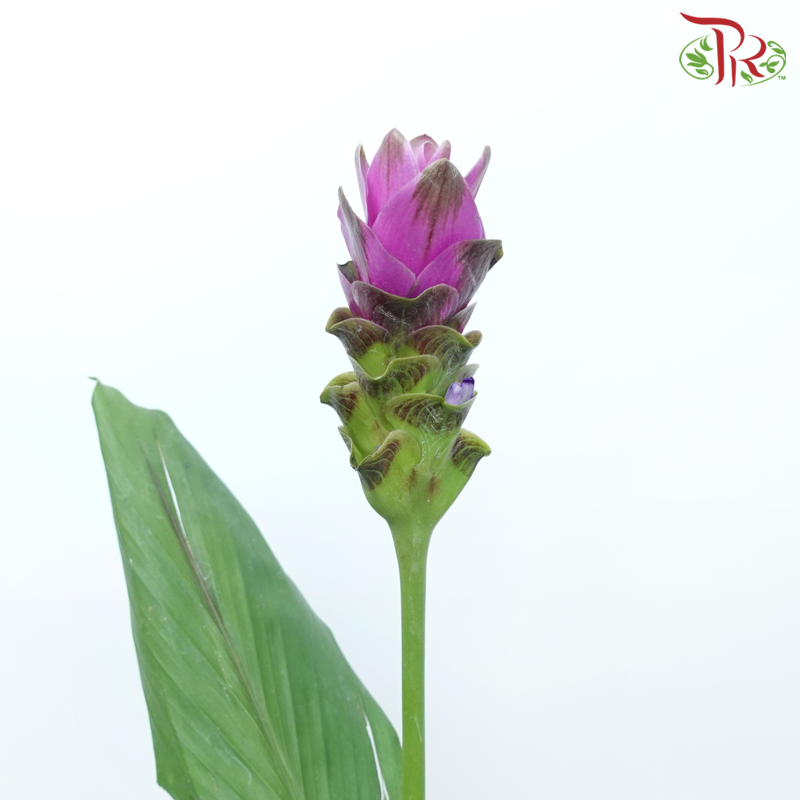 Curcuma - Pink (5 Stems)-Pink-China-prflorist.com.my