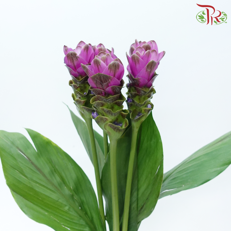 Curcuma - Pink (5 Stems)-Pink-China-prflorist.com.my