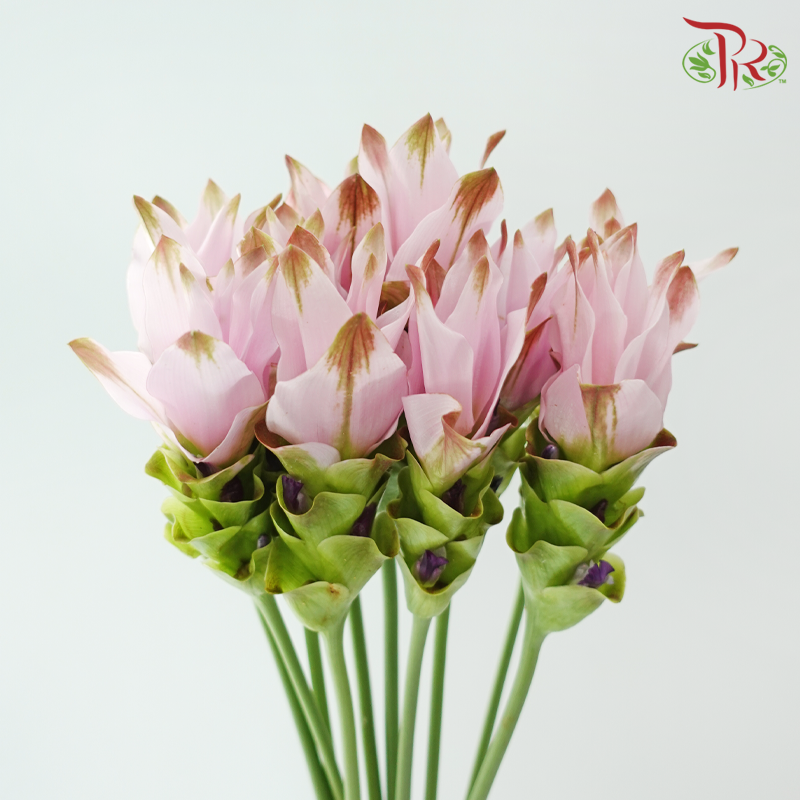 Curcuma - Pink (5 Stems)-Pink-Vietnam-prflorist.com.my