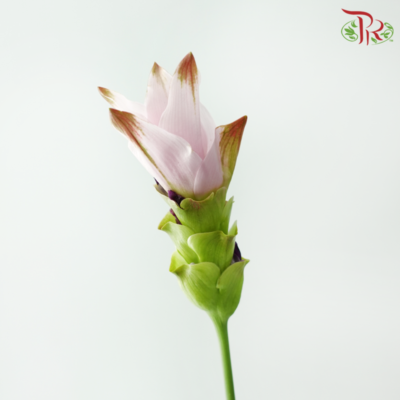 Curcuma - Pink (5 Stems)-Pink-Vietnam-prflorist.com.my