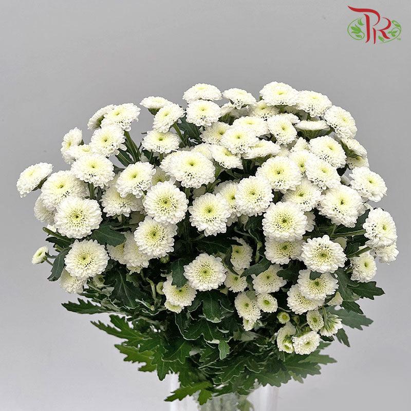 Calimero Mini Pom Pom - Snow (10 Stems) - Pudu Ria Florist