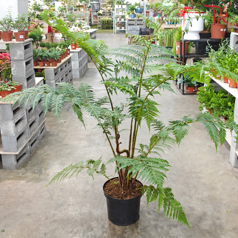 Cyathea Cooperi P290 (120cm)《澳洲树蕨》-Pudu Ria Florist-prflorist.com.my