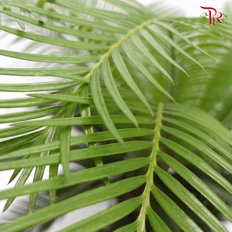 Cycas Revoluta 《苏铁》-Pudu Ria Florist-prflorist.com.my