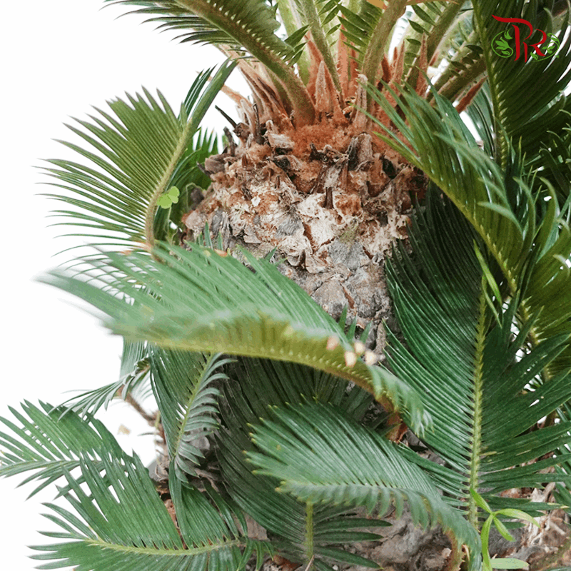 Cycas Revoluta 《苏铁》-Pudu Ria Florist-prflorist.com.my