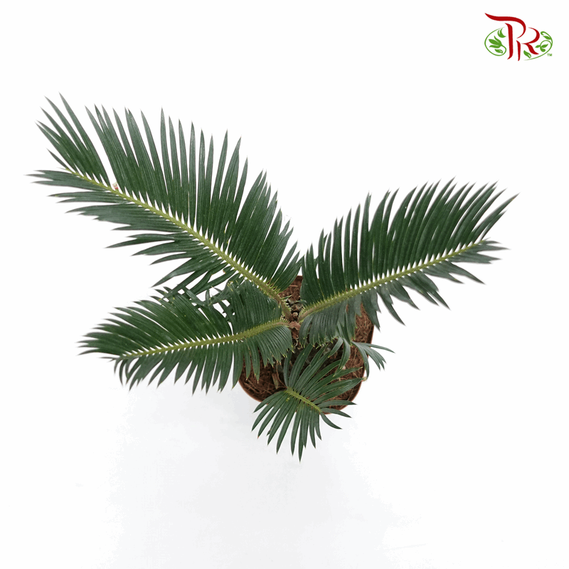 Cycas Revoluta 《苏铁》