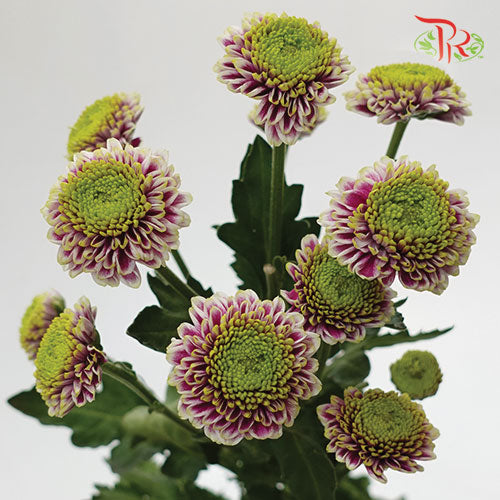 Pom Pom - Florini Okada (10 Stems) - Pudu Ria Florist