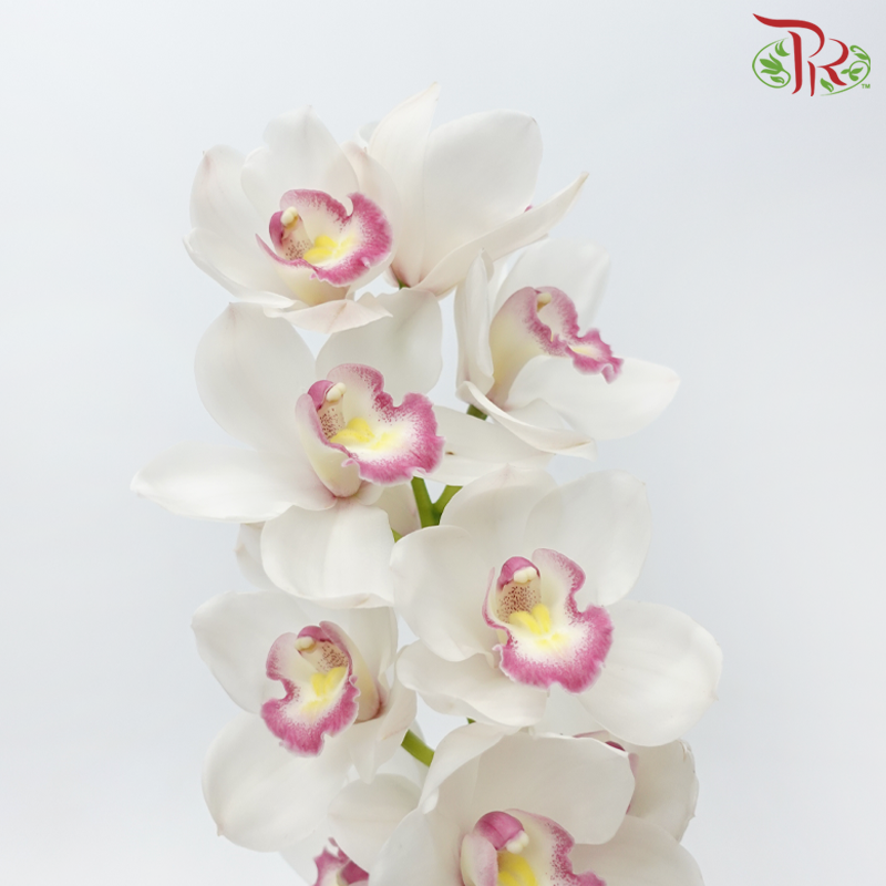 Cymbidium AAA - Anna (Per Stem)-White-New Zealand-prflorist.com.my