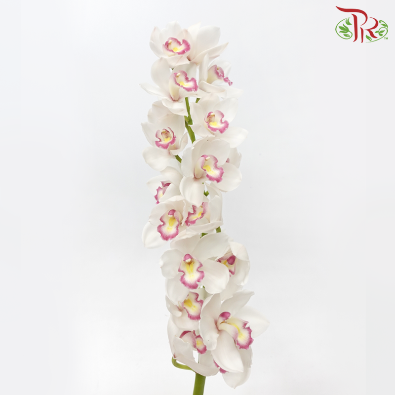 Cymbidium AAA - Anna (Per Stem)-White-New Zealand-prflorist.com.my