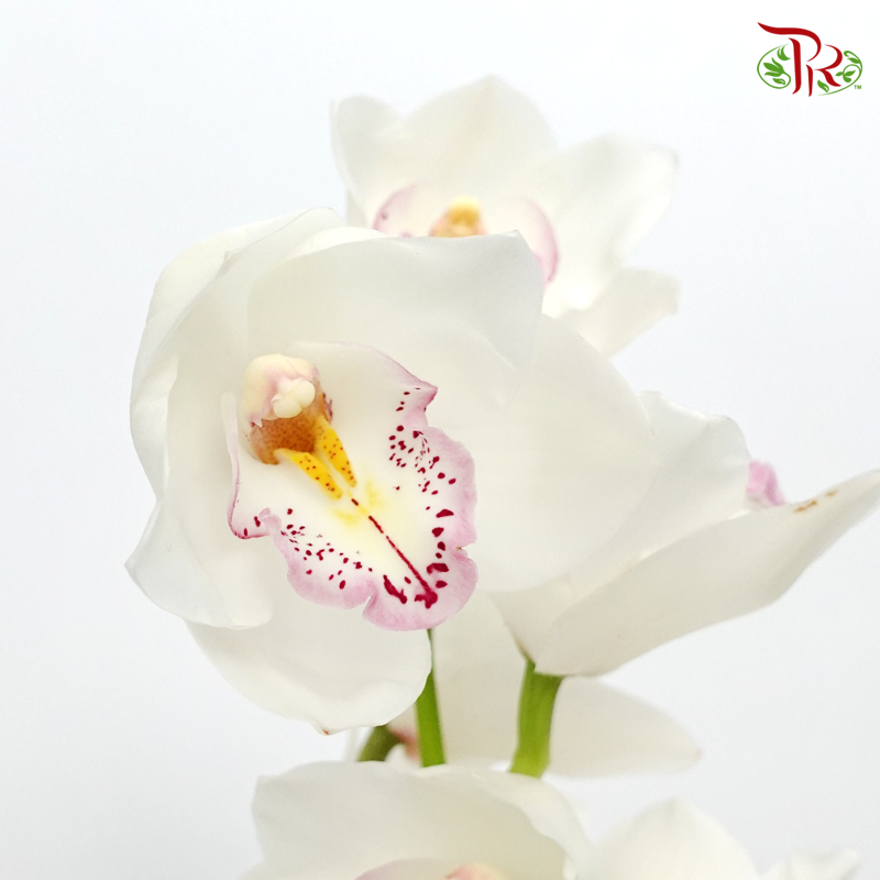 Cymbidium AAA - Anna (Per Stem)-White-New Zealand-prflorist.com.my