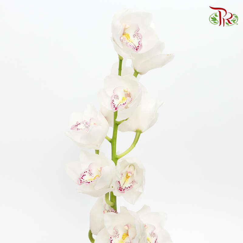 Cymbidium AAA - Anna (Per Stem)-White-New Zealand-prflorist.com.my