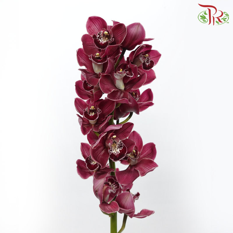Cymbidium AAA - Burgundy (Per Stem)-Fury Hades Red-New Zealand-prflorist.com.my
