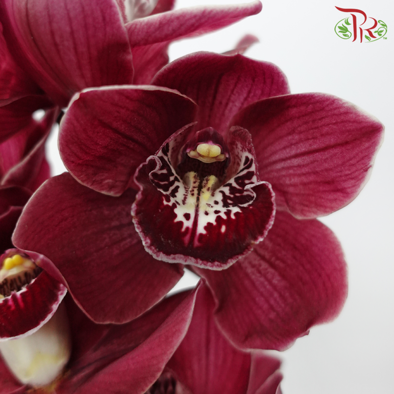 Cymbidium AAA - Burgundy (Per Stem)-Fury Hades Red-New Zealand-prflorist.com.my