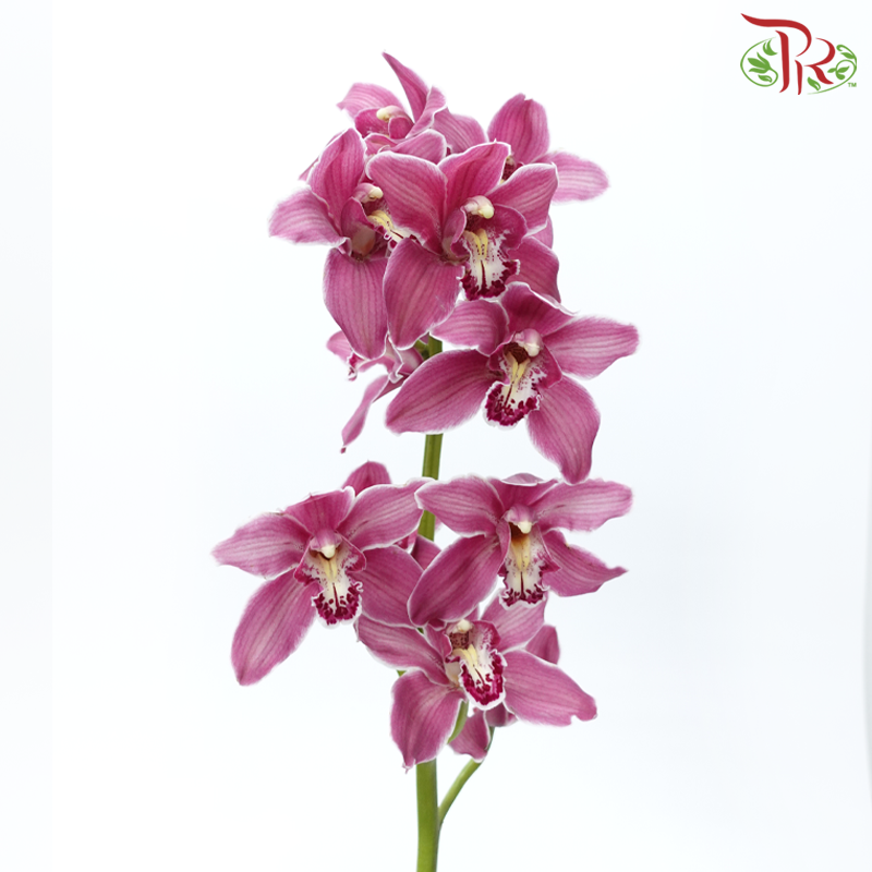 Cymbidium AAA - Dark Pink ( 8-11 Bloom )-Dark Pink-Netherland-prflorist.com.my