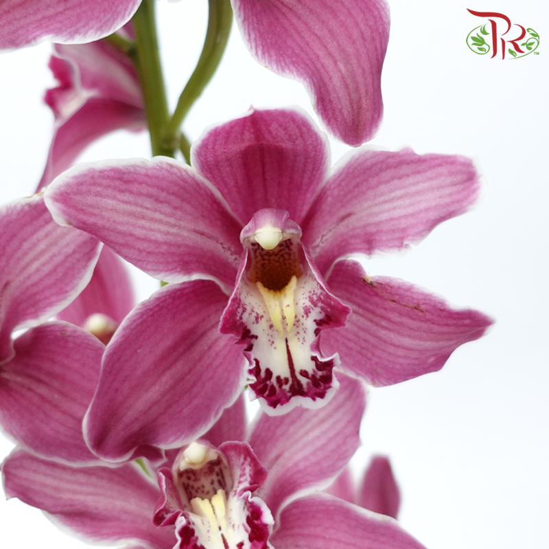 Cymbidium AAA - Dark Pink ( 8-11 Bloom )-Dark Pink-Netherland-prflorist.com.my