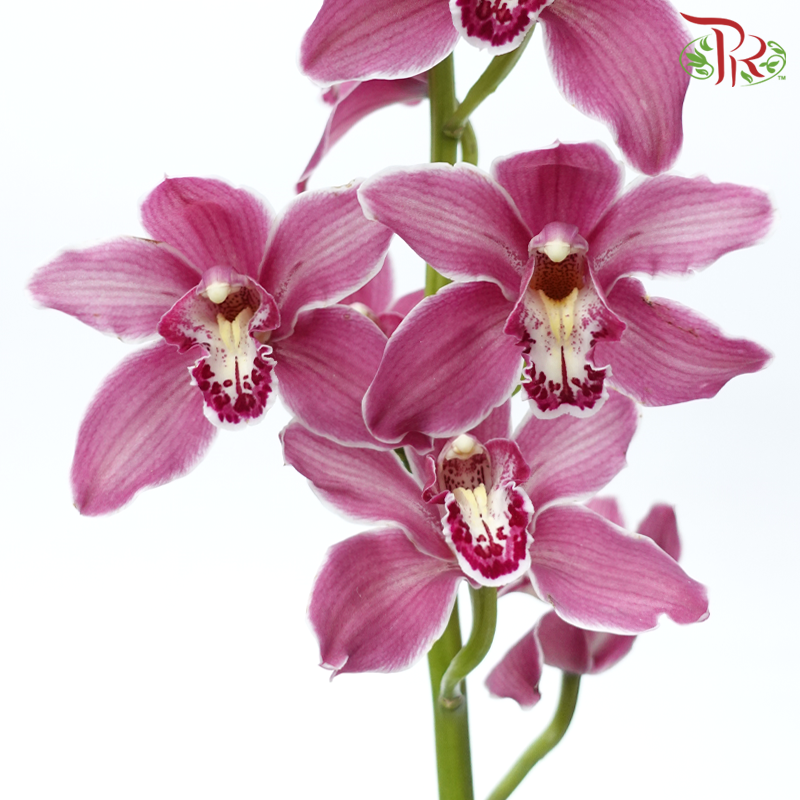 Cymbidium AAA - Dark Pink ( 8-11 Bloom )-Dark Pink-Netherland-prflorist.com.my