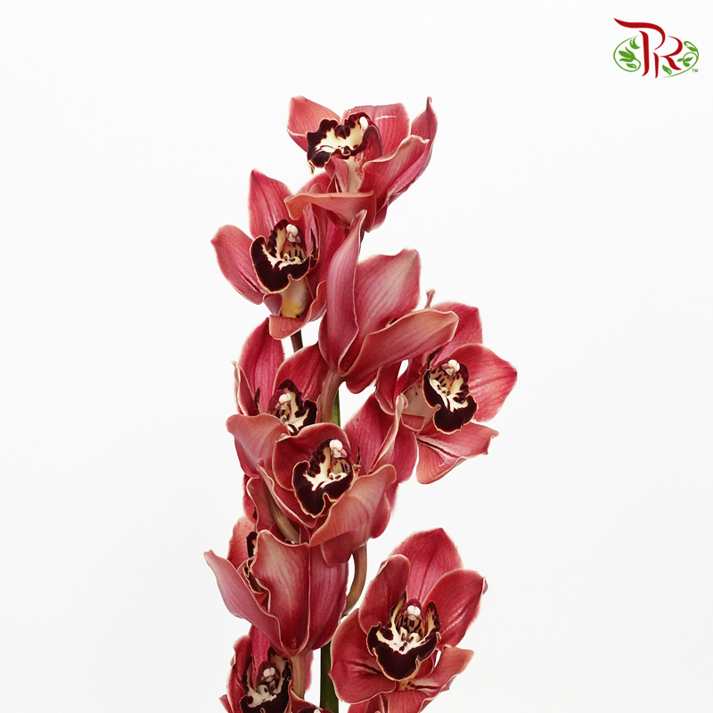 Cymbidium AAA - Hades (Per Stem)-Red-New Zealand-prflorist.com.my