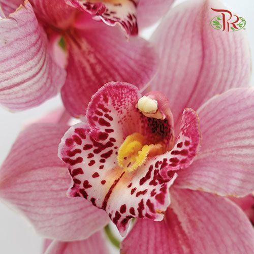 Cymbidium AAA - Pink ( 8-11 Bloom ) - Per Stem-Pink-Netherland-prflorist.com.my