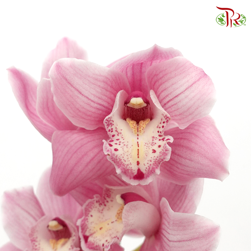 Cymbidium AAA - Pink With Pink Spot - (Per Stem)-Pink-New Zealand-prflorist.com.my