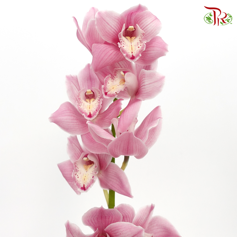 Cymbidium AAA - Pink With Pink Spot - (Per Stem)-Pink-New Zealand-prflorist.com.my
