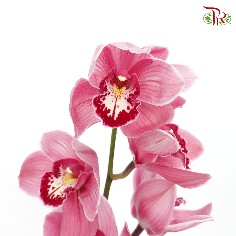 Cymbidium AAA - Pink With Red Spot - (Per Stem)-Pink-New Zealand-prflorist.com.my