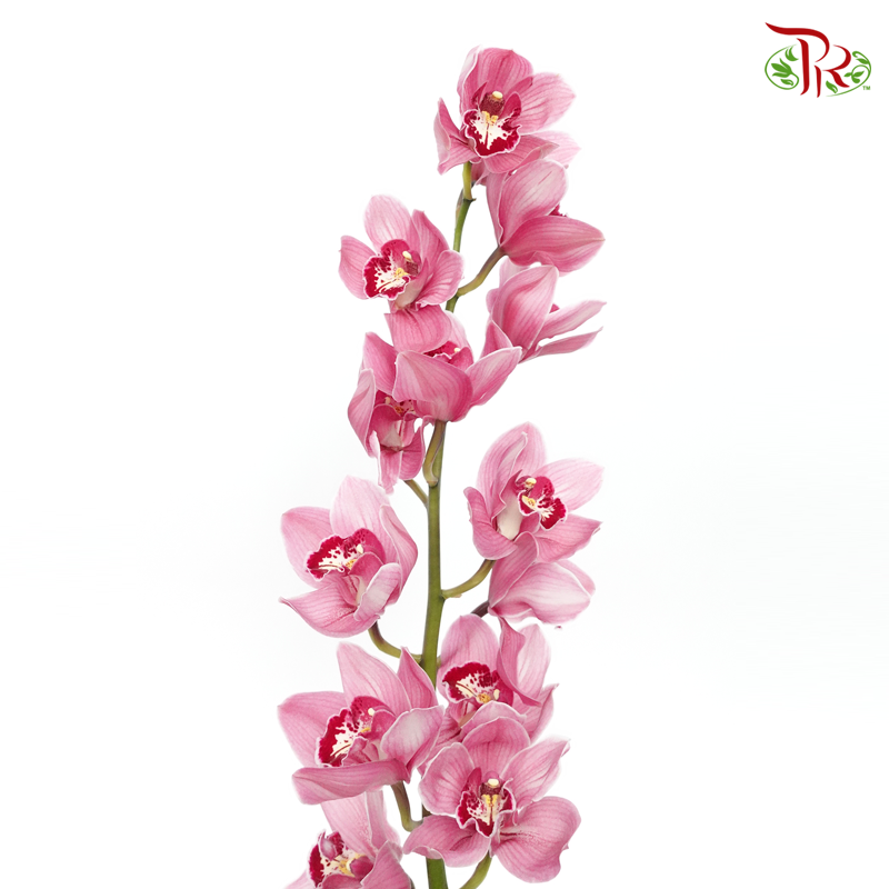 Cymbidium AAA - Pink With Red Spot - (Per Stem)-Pink-New Zealand-prflorist.com.my
