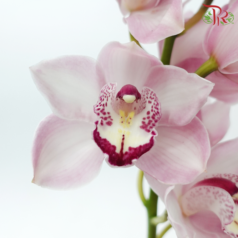 Cymbidium AAA - Samantha (Per Stem)-Pink-New Zealand-prflorist.com.my