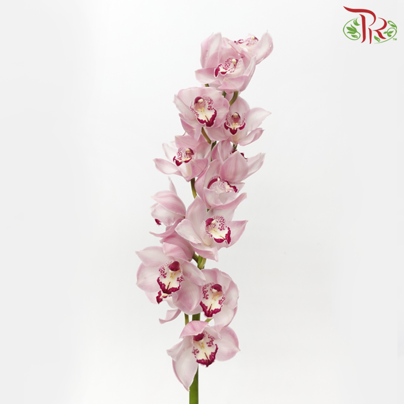 Cymbidium AAA - Samantha (Per Stem)-Pink-New Zealand-prflorist.com.my