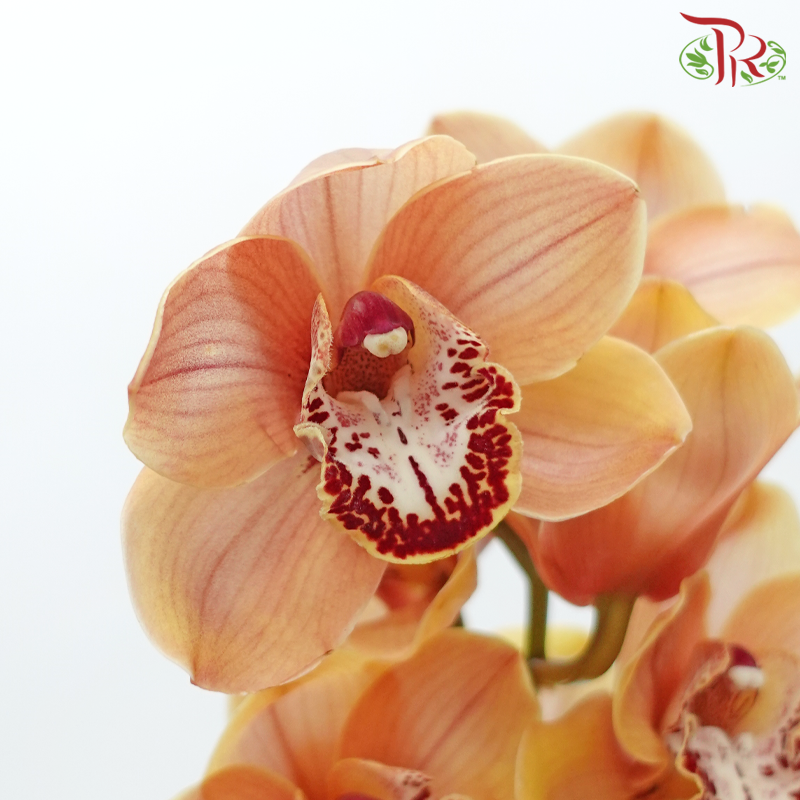 Cymbidium AAA - Spicy Kahn (Per Stem)-Brown-New Zealand-prflorist.com.my