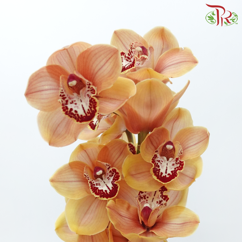 Cymbidium AAA - Spicy Kahn (Per Stem)-Brown-New Zealand-prflorist.com.my