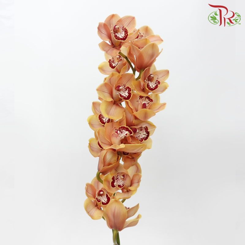Cymbidium AAA - Spicy Kahn (Per Stem)-Brown-New Zealand-prflorist.com.my