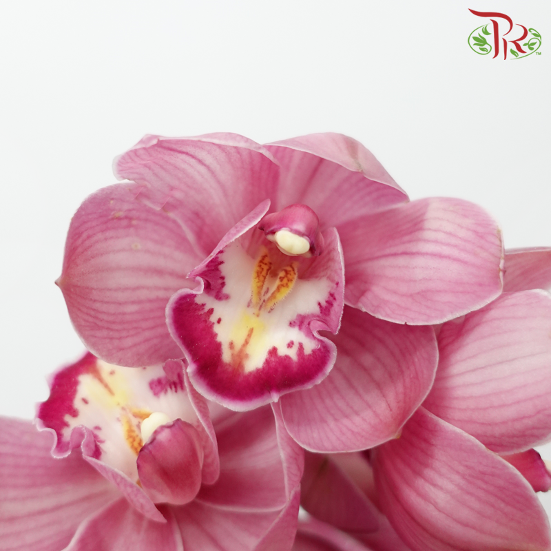 Cymbidium AAA - Trendy (Per Stem)-Pink-New Zealand-prflorist.com.my