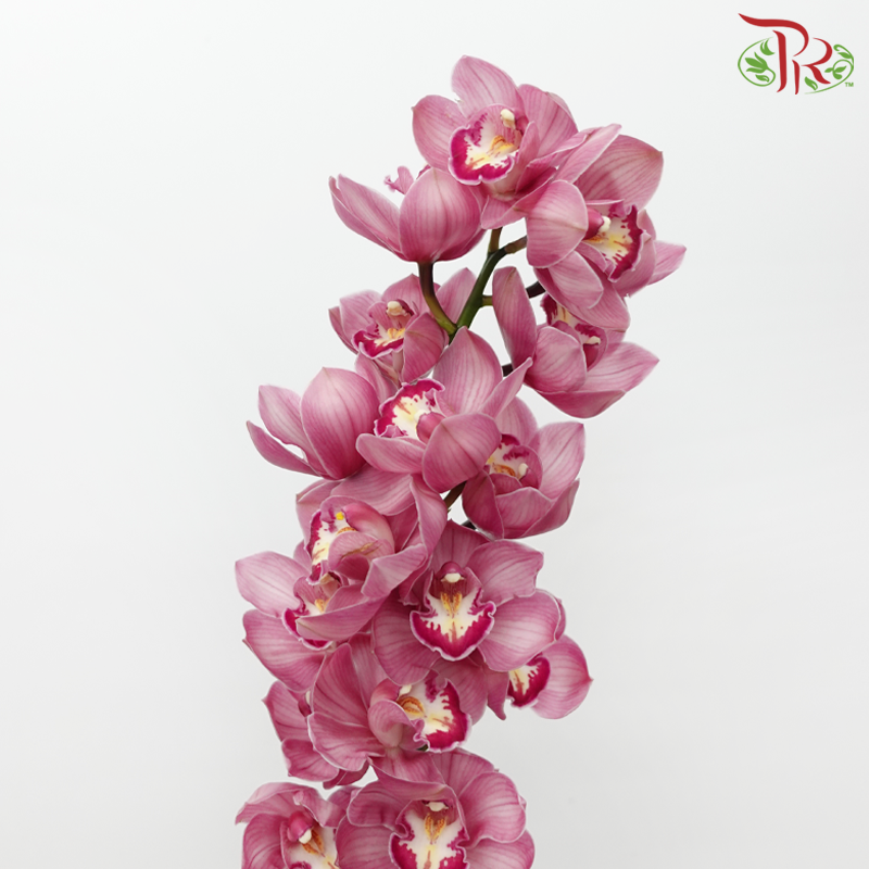 Cymbidium AAA - Trendy (Per Stem)-Pink-New Zealand-prflorist.com.my