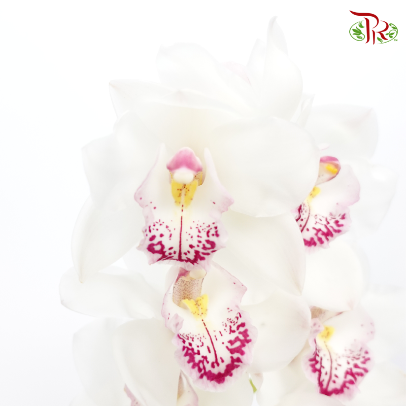Cymbidium AAA - White With Pink Spot - (Per Stem)-White-New Zealand-prflorist.com.my