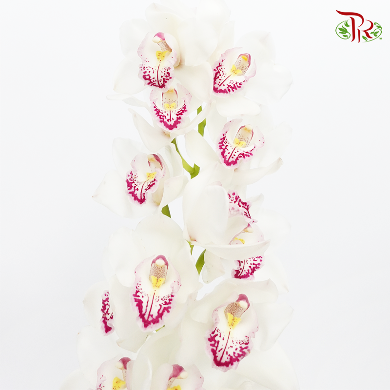 Cymbidium AAA - White With Pink Spot - (Per Stem)-White-New Zealand-prflorist.com.my