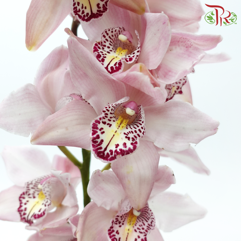 Cymbidium - Light Pink (8-11 Blooms) (Per Stem)-Pink-Africa-prflorist.com.my