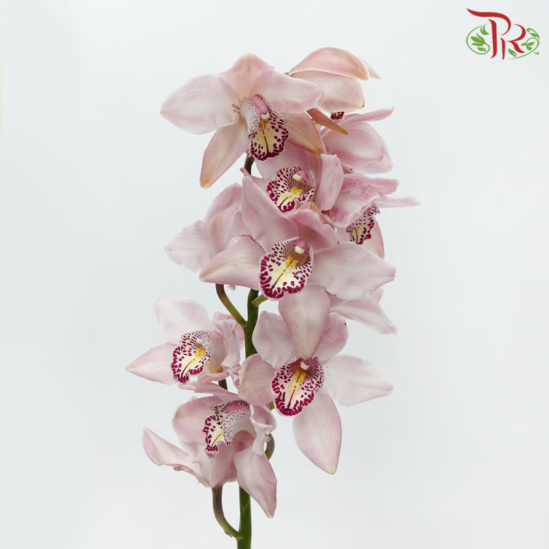 Cymbidium - Light Pink (8-11 Blooms) (Per Stem)-Pink-Africa-prflorist.com.my