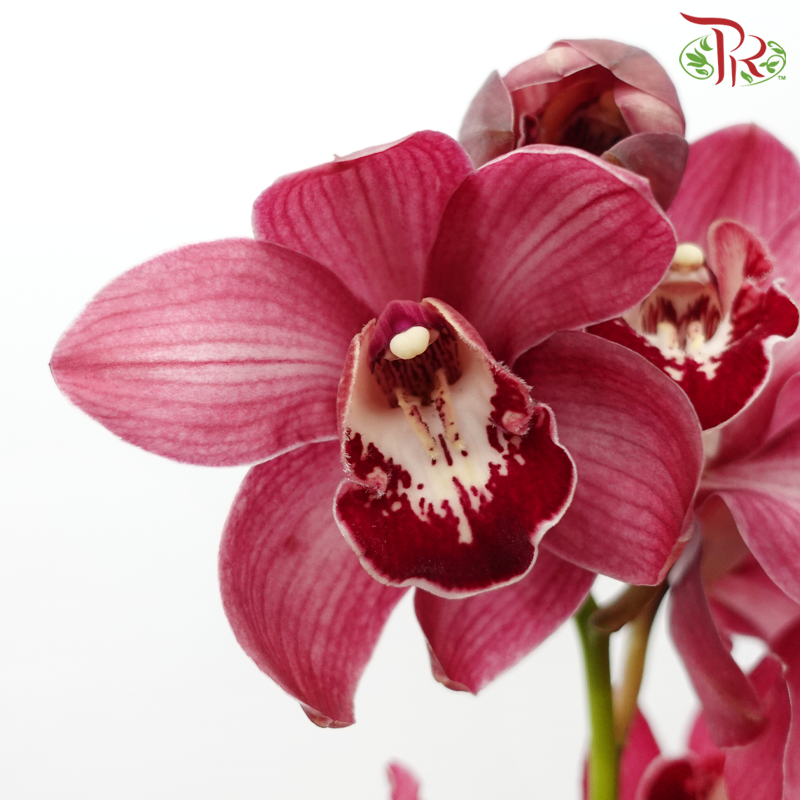 Cymbidium - Maroon (8-11 Blooms) (Per Stem)-Pink-Africa-prflorist.com.my