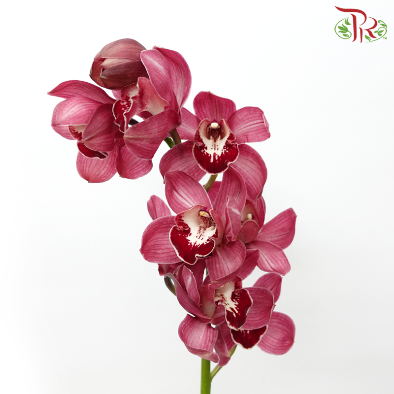 Cymbidium - Maroon (8-11 Blooms) (Per Stem)-Pink-Africa-prflorist.com.my