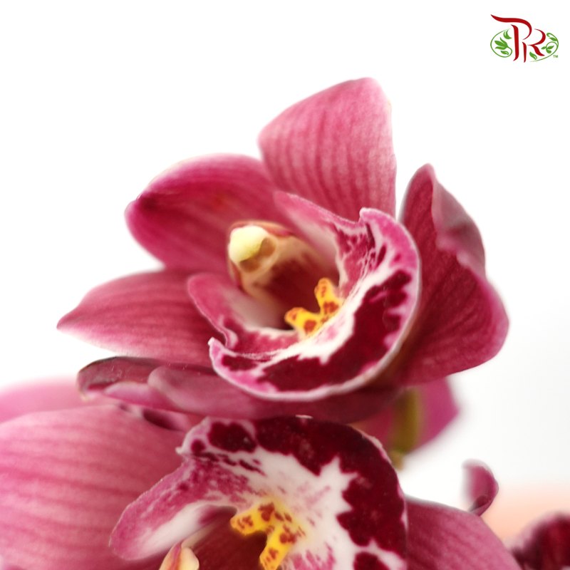 Cymbidium Mini Black Pearl (2 Stems)-Pink-China-prflorist.com.my
