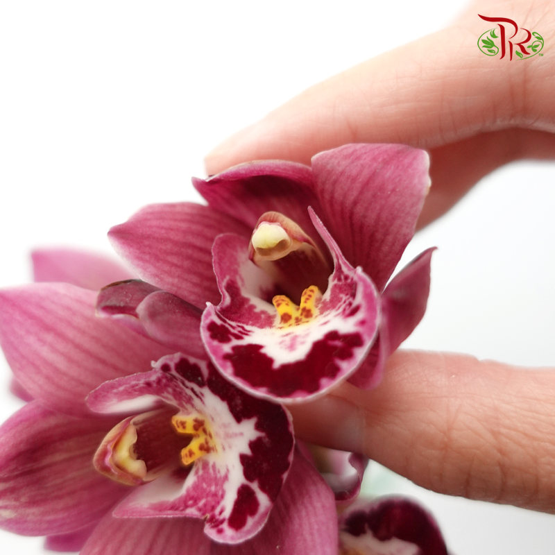 Cymbidium Mini Black Pearl (2 Stems)-Pink-China-prflorist.com.my