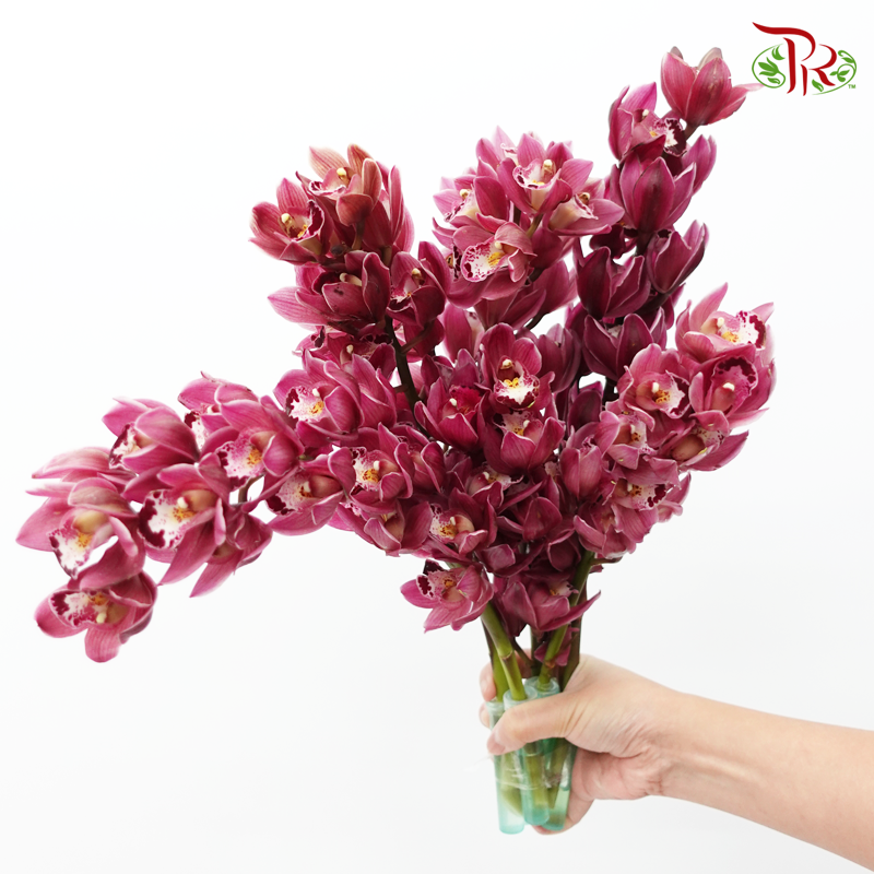 Cymbidium Mini Black Pearl (2 Stems)-Pink-China-prflorist.com.my