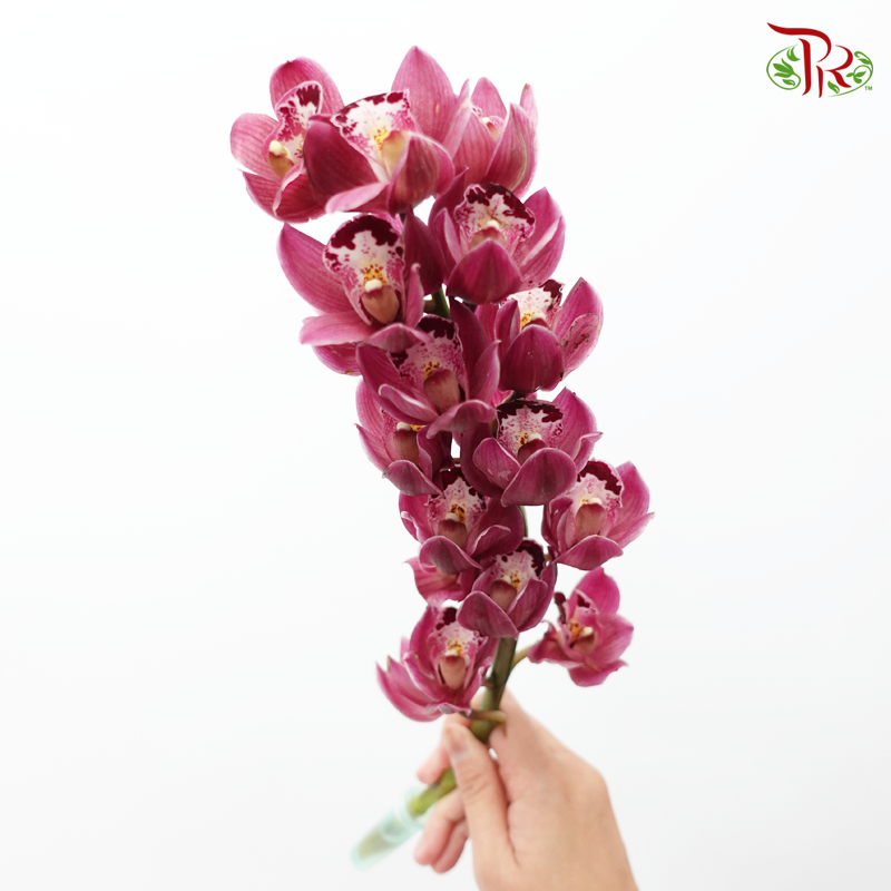 Cymbidium Mini Black Pearl (2 Stems)-Pink-China-prflorist.com.my