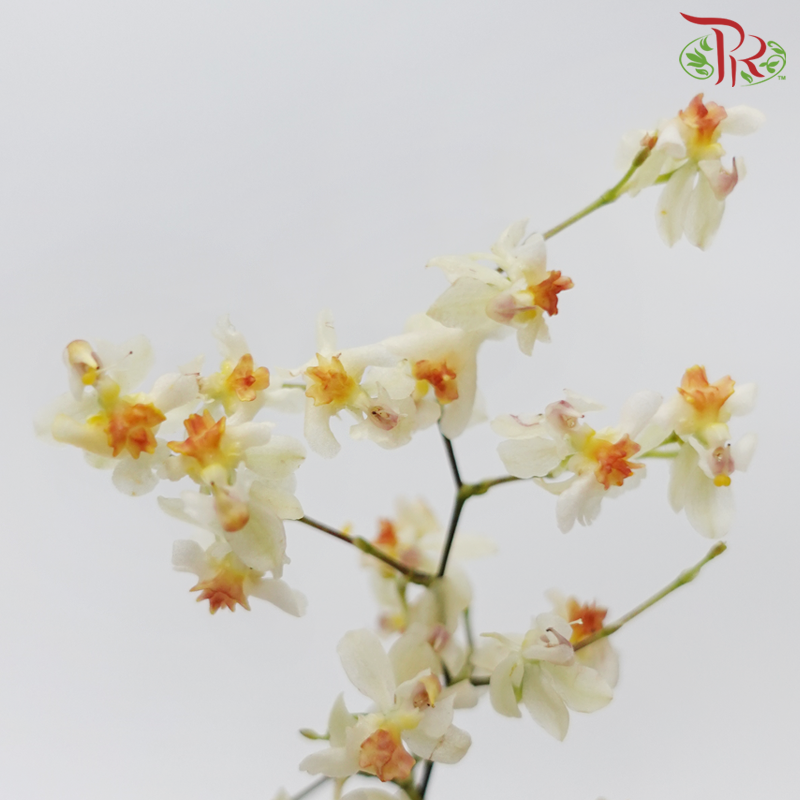 Cymbidium Vanilla - Cream (Per Bunch)-Cream-China-prflorist.com.my