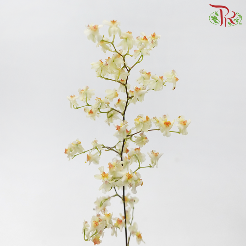 Cymbidium Vanilla - Cream (Per Bunch)-Cream-China-prflorist.com.my