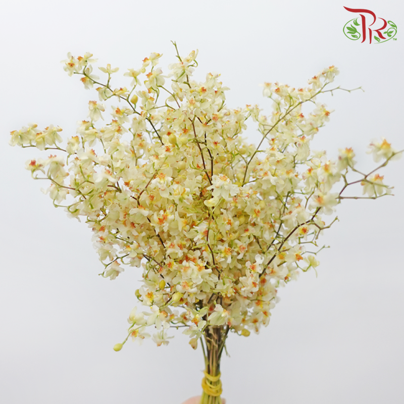 Cymbidium Vanilla - Cream (Per Bunch)-Cream-China-prflorist.com.my