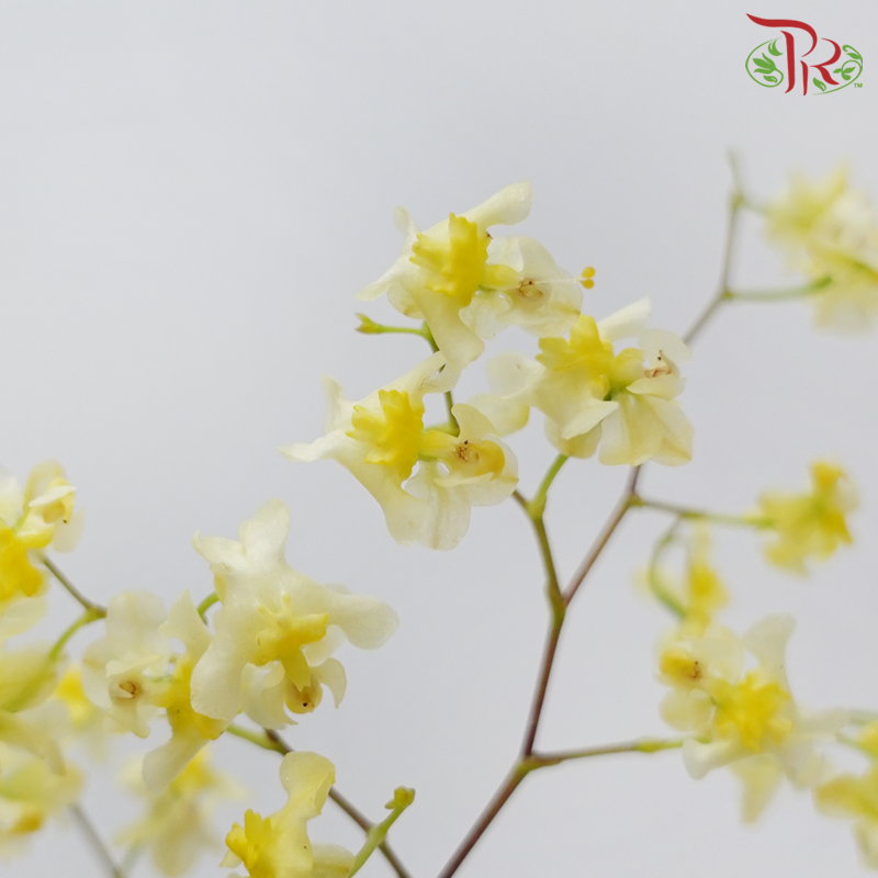 Cymbidium Vanilla - Light Yellow (Per Bunch)-Light Yellow-China-prflorist.com.my