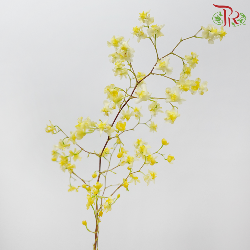 Cymbidium Vanilla - Light Yellow (Per Bunch)-Light Yellow-China-prflorist.com.my