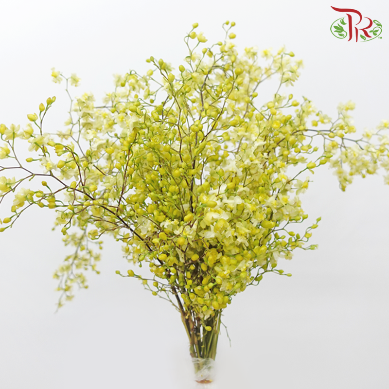 Cymbidium Vanilla - Light Yellow (Per Bunch)-Light Yellow-China-prflorist.com.my